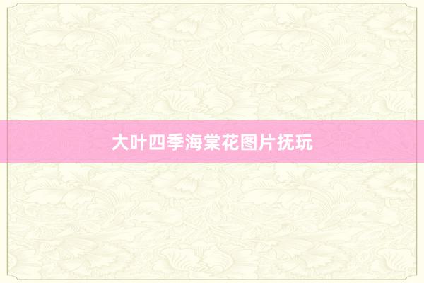 大叶四季海棠花图片抚玩
